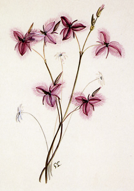 illustration: Thysanotus juncifolius