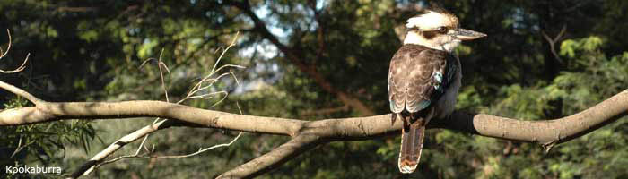 kookaburra