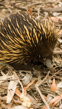 echidna