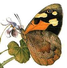 Common Brown Butterfly