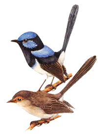 Superb fairy-wren