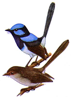 illustration