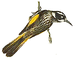 New Holland Honeyeater illustration