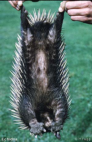 echidna