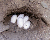 Water Dragon Eggs