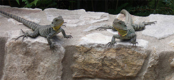 Lots of Water Dragons in the Tasmanian Ponds area