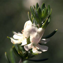 Westringia fruticosa