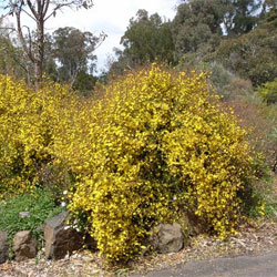 Hibbertia empetrifolia