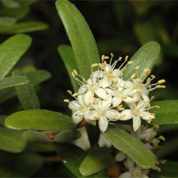 Phebalium squamulosum subsp. argenteum