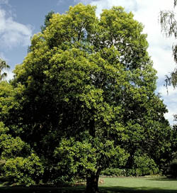 Tristaniopsis laurina