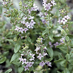 Mentha diemenica