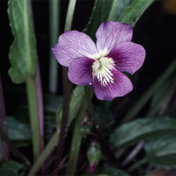 Viola betonicifolia