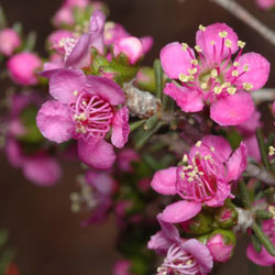 Kunzea affinis