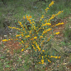 Daviesia mimosoides