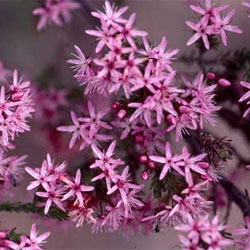 Calytrix tetragona