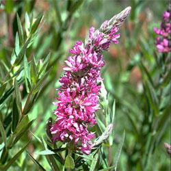 Lythrum salicaria