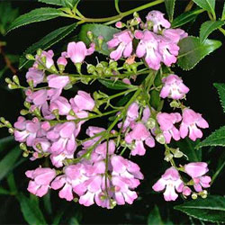 Prostanthera lasianthos