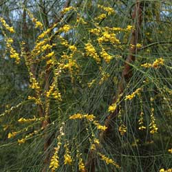 Viminaria juncea