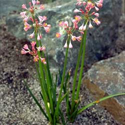 Calostemma purpureum