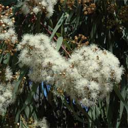 Angophora costata flowers