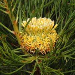 Isopogon anethifolius