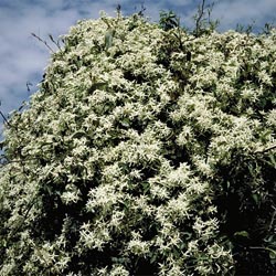 Clematis aristata