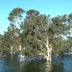 Melaleuca cuticularis