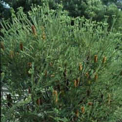 Banksia ericifolia subsp. ericifolia