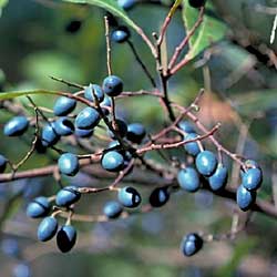 Elaeocarpus reticulatus