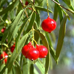 Santalum acuminatum