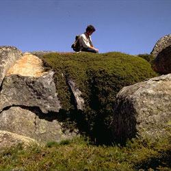 Podocarpus lawrencei