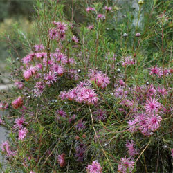 Isopogon formosus