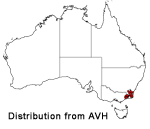 Olearia iodochroa distribution