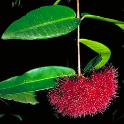 Syzygium wilsonii