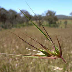 Themeda triandra