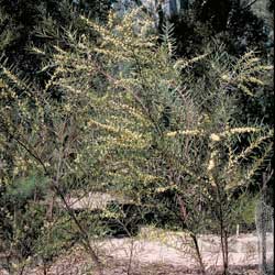 Acacia suaveolens