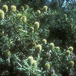 Banksia aemula