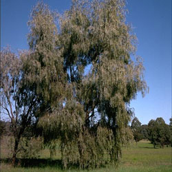 Acacia pendula