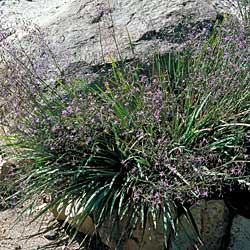 Dianella revoluta