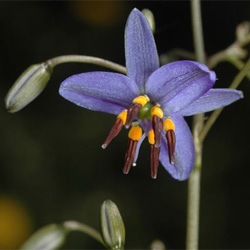 Dianella revoluta