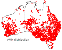 Dodonaea viscosa distribution