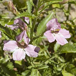 Goodenia macmillanii