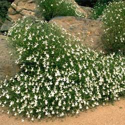 Isotoma anethifolia