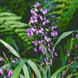 Dianella tasmanica