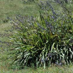 Dianella tasmanica