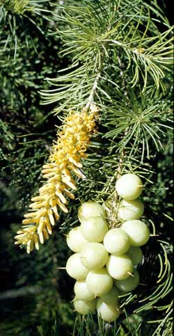 Persoonia pinifolia