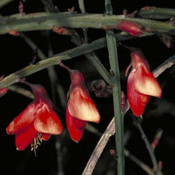 Bossiaea walkeri