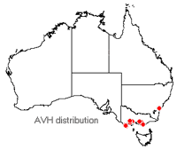 Olearia asterotricha distribution