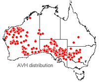 Swainsona formosa distribution