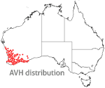 Calytrix leschenaultii distribution